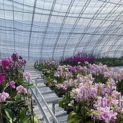 Reembolso de 30 dias para sistemas aquapónicos de produção de vegetais de estufa
