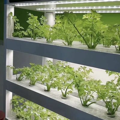 Material de cobertura de aço Container de carregamento Estufas para vegetais Personalização personalizada