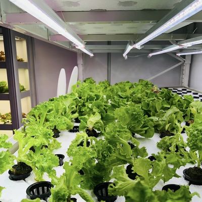Material de cobertura de aço Container de carregamento Estufas para vegetais Personalização personalizada
