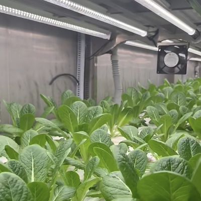 Folha de telhado de recipiente de estufa para personalização de vegetais de folhas na ponta dos dedos