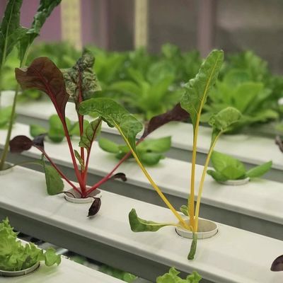Folha de telhado de recipiente de estufa para personalização de vegetais de folhas na ponta dos dedos