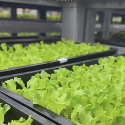 Container Estufas Estufas para o custo de envio e tempo de entrega estimado