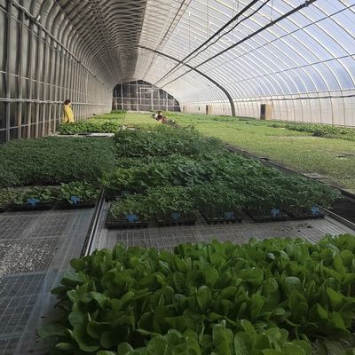 Aquacultura facilitada com sementes reprodução luz solar estufa reembolso de 30 dias