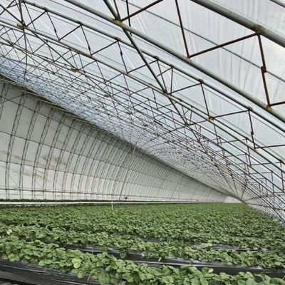 Aquacultura facilitada com sementes reprodução luz solar estufa reembolso de 30 dias
