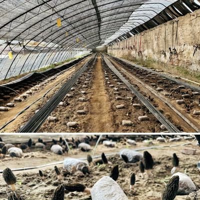 30 dias devolução de reembolsos origem espuma de irrigação estufa para satisfação do cliente