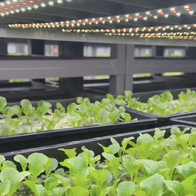 Estufas em recipientes de estufa O modo revolucionário de cultivar folhas verdes