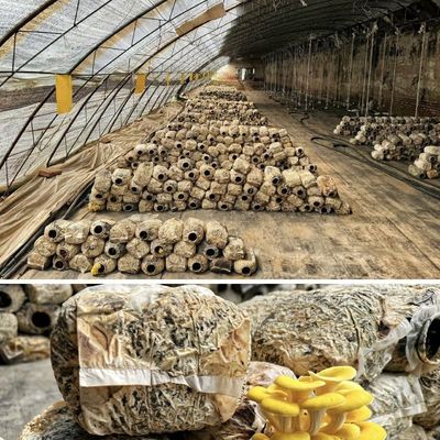 US 20/m2 Hidroponia Estufa solar para vegetais Flor de morango