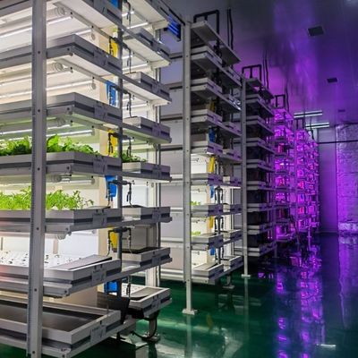 Folha de telhado de estufa para recipientes de vegetais de folhas JX-A00103 Adequada para vegetais de folhas