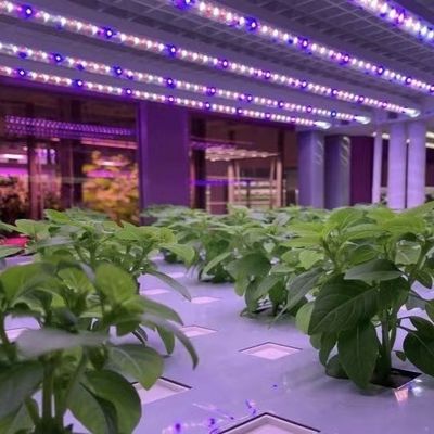 Folha de telhado de estufa para recipientes de vegetais de folhas JX-A00103 Adequada para vegetais de folhas