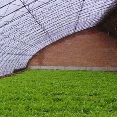 Estufas de sol controladas por umidade para o cultivo de pepinos de tomate em areia