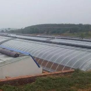 Estufas com telhado arqueado A solução definitiva para a luz solar no cultivo de tomate e pepino