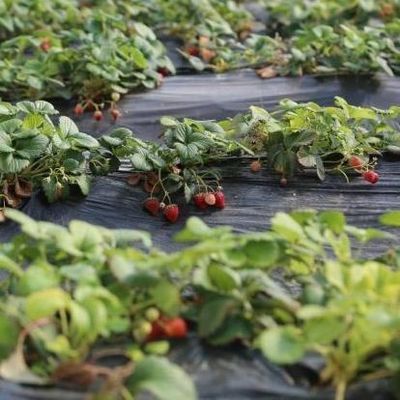 Estufas com telhado arqueado A solução definitiva para a luz solar no cultivo de tomate e pepino