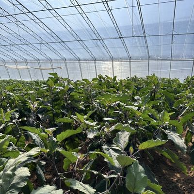 Sistema de irrigação otimizado para aquecimento solar de pepino