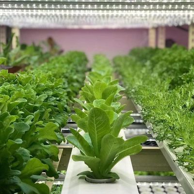 JX-A00104 Estufas de vegetais para o método de cultivo hidropónico