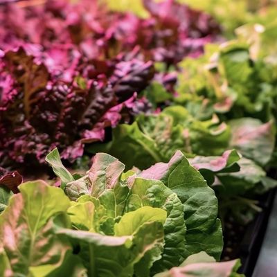 JX-A00104 Estufas de vegetais para o método de cultivo hidropónico