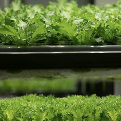 Método de cultivo de vegetais folhosos