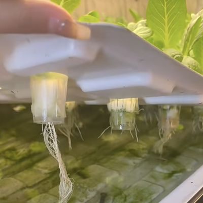 18000.000kg Casa de contentores para o cultivo de vegetais de folhas verdes Restituições de devolução garantidas