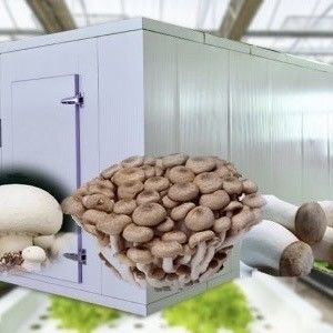 Estrutura de aço de camada dupla Container de transporte Estufas para plantação de vegetais de folhas