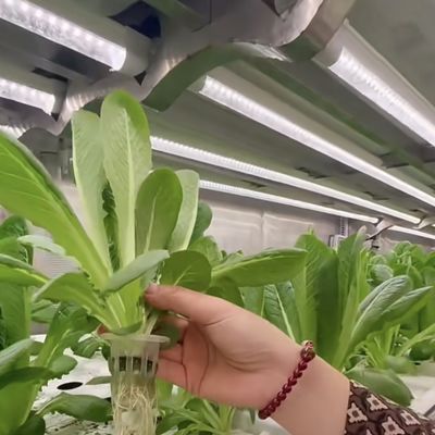 Estrutura de aço de camada dupla Container de transporte Estufas para plantação de vegetais de folhas