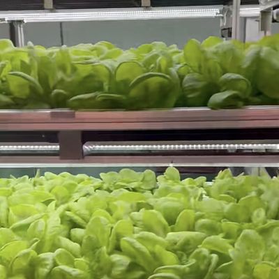 Estrutura de aço de camada dupla Container de transporte Estufas para plantação de vegetais de folhas