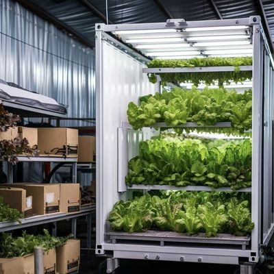 Estrutura de aço de camada dupla Container de transporte Estufas para plantação de vegetais de folhas