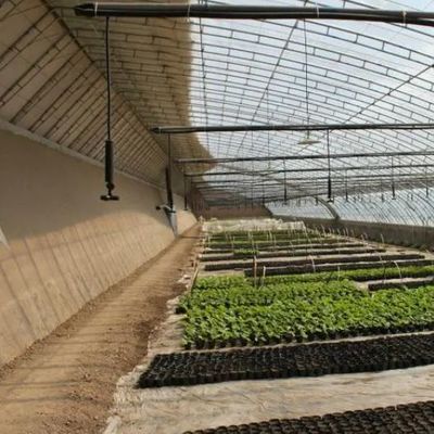 Estufas revestidas por filme e com luz solar aumentada para o cultivo de pepino em cultura de areia