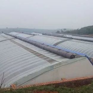 Estufas revestidas por filme e com luz solar aumentada para o cultivo de pepino em cultura de areia
