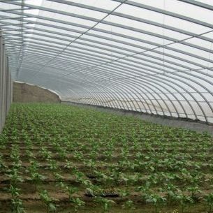 Estufas revestidas por filme e com luz solar aumentada para o cultivo de pepino em cultura de areia