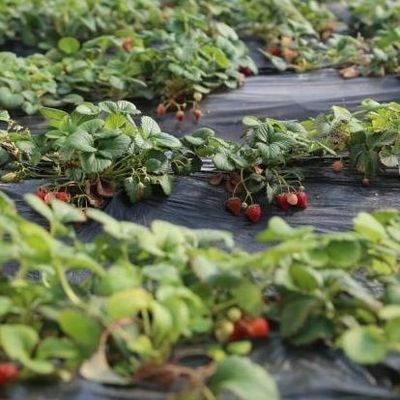 Estufas revestidas por filme e com luz solar aumentada para o cultivo de pepino em cultura de areia