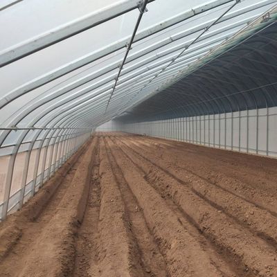 Estufas revestidas por filme e com luz solar aumentada para o cultivo de pepino em cultura de areia