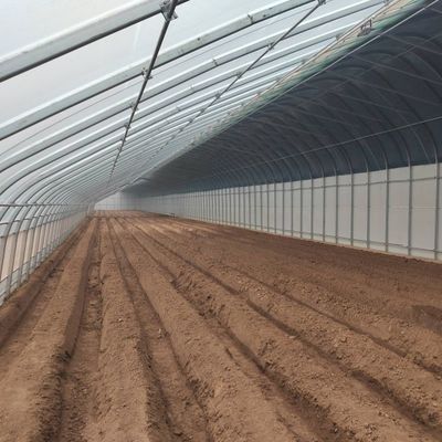 O cultivo de pepinos em grande escala é facilitado com uma estufa comercial com controle de umidade