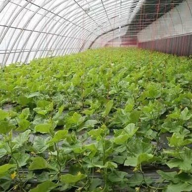 O cultivo de pepinos em grande escala é facilitado com uma estufa comercial com controle de umidade