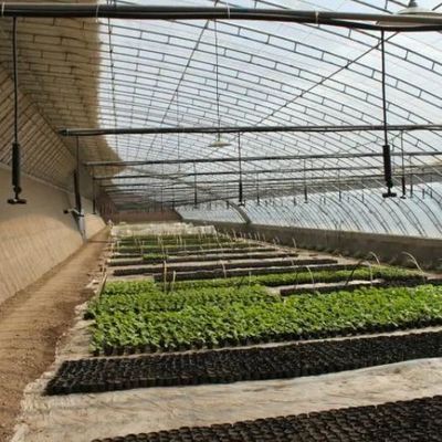 O cultivo de pepinos em grande escala é facilitado com uma estufa comercial com controle de umidade