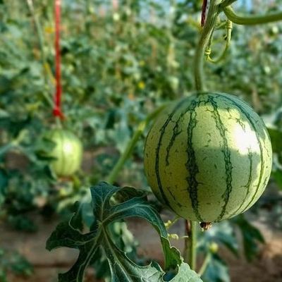 Alimentação de tomates Estufas de sol com controle de umidade e controle de temperatura
