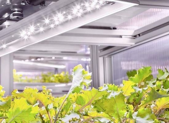 Estrutura de aço Estufas hidropónicas com sistema de cultivo vertical multi-span