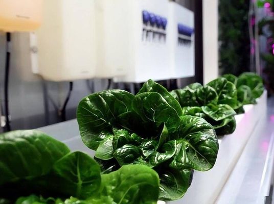 Estrutura de aço Estufas hidropónicas com sistema de cultivo vertical multi-span