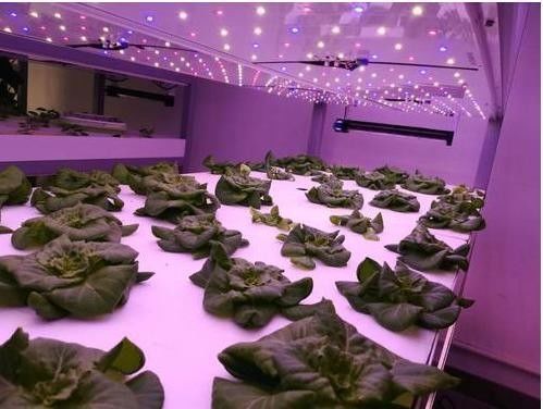 Estrutura de aço Estufas hidropónicas com sistema de cultivo vertical multi-span