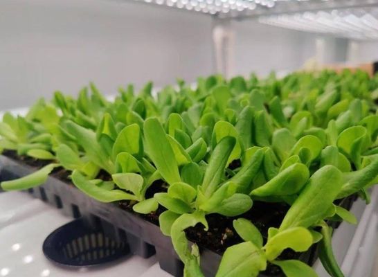 Estrutura de aço Estufas hidropónicas com sistema de cultivo vertical multi-span