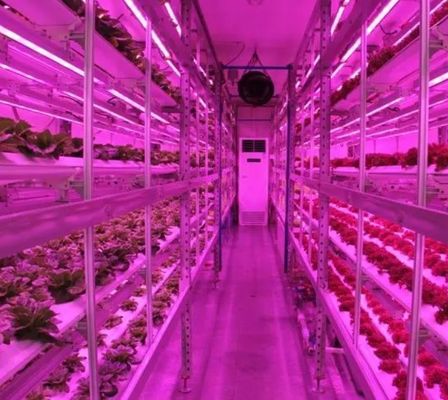 Estrutura de aço Estufas hidropónicas com sistema de cultivo vertical multi-span