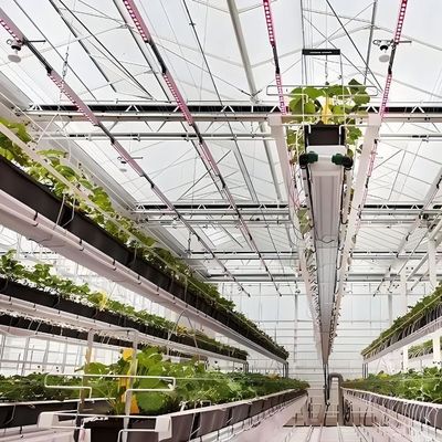 1209cm * 235cm * 239cm Contêiner de cultivo vertical Estufas com instalação hidropónica
