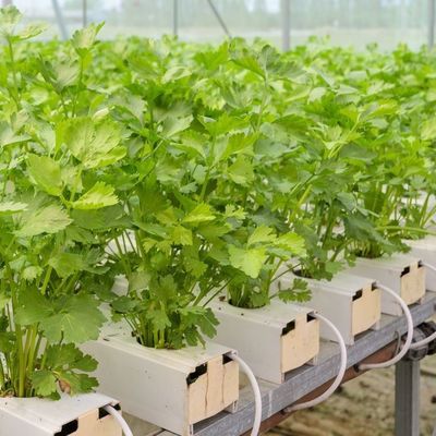 1209cm * 235cm * 239cm Contêiner de cultivo vertical Estufas com instalação hidropónica