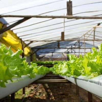 1209cm * 235cm * 239cm Contêiner de cultivo vertical Estufas com instalação hidropónica