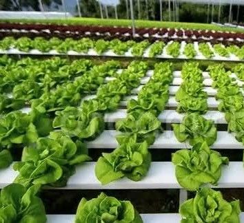1209cm * 235cm * 239cm Contêiner de cultivo vertical Estufas com instalação hidropónica