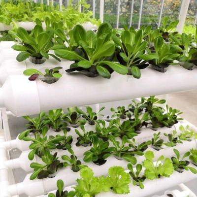 1209cm * 235cm * 239cm Contêiner de cultivo vertical Estufas com instalação hidropónica
