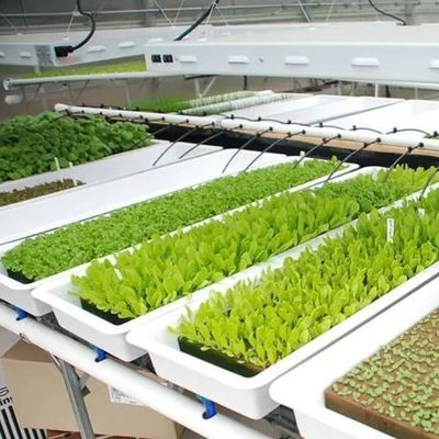 Agricultura vertical Estufas de contêineres de transporte marítimo com hidroponia e estrutura de aço