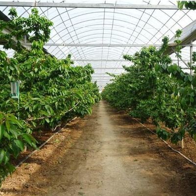 Agricultura vertical Estufas de contêineres de transporte marítimo com hidroponia e estrutura de aço