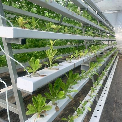 Agricultura vertical Estufas de contêineres de transporte marítimo com hidroponia e estrutura de aço
