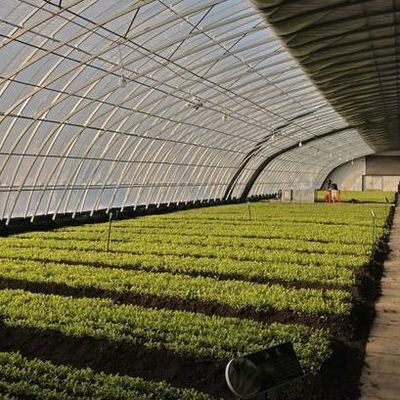 Métro quadrado Cultivo comercial de pepino Sol Sol Sol Sol Soluição de estufa com saída