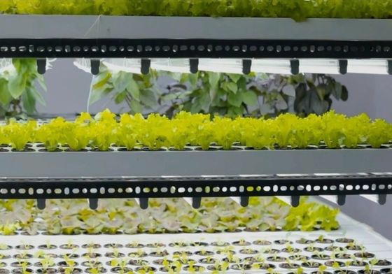 Estrutura de aço sistema hidropónico recipiente estufa para solução de agricultura vertical