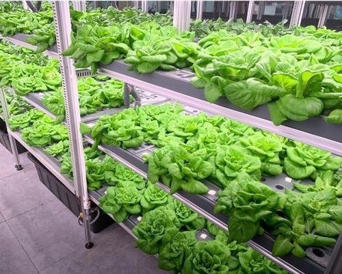 Estrutura de aço sistema hidropónico recipiente estufa para solução de agricultura vertical